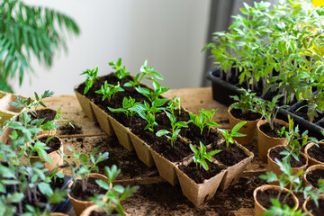Bright green tomato and pepper seedlings are carefully pricked out from plastic trays and...
