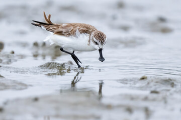 red winged blackbird