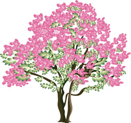 Obraz premium Crape myrtle