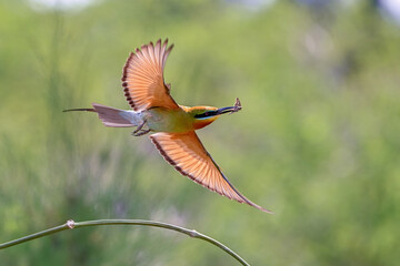 bee eater perched on branch