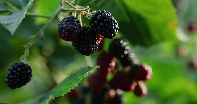 Juicy ripe blueberries growing on a bush in summer sunlight. Concept of freshness, health, and natural organic food.