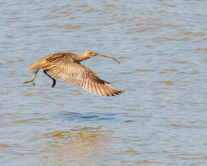 great blue heron ardea cinerea