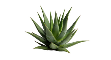Fototapeta premium Fresh Green Aloe Vera Plant on Clean White Background