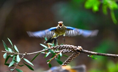 red dragonfly on a branch