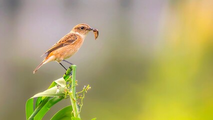 red backed shrike