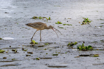 great blue heron ardea cinerea