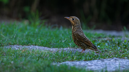 pheasant in the grass