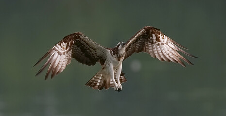 common buzzard in flight