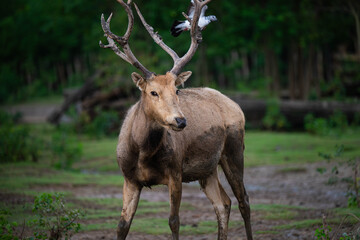 red deer in the woods
