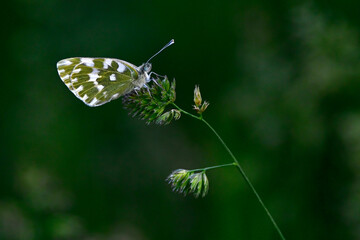 Östlicher Resedafalter auf Knäuelgras (Dactylis glomerata) // Eastern Bath white (Pontia edusa)...