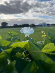Durch die Blume - Überblick über eine grüne Landschaft ohne Häuser mit Bäumen, über eine Blüte der Ackerwinde und deren Blättern