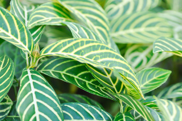 Fire Fingers, Sanchezia or Sanchezia nobilis or  Sanchezia speciosa, Sanchezia speciosa Leonard or The Zebra Plant or ACANTHACEAE