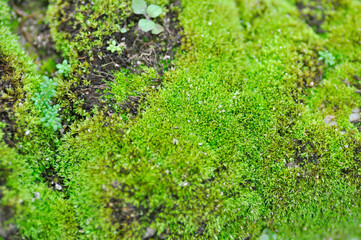 Obraz premium Green moss or bryophyta, moss on the rock