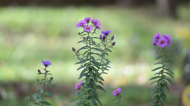 Purple aster flowers in soft natural light