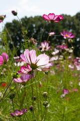 Fototapeta premium Flower field. Pink Garden Cosmos, Mexican aster or cosmea Flowers is summer garden. Bright floral field of pink flowers for background, post, screensaver, wallpaper, postcard, banner, cover, website