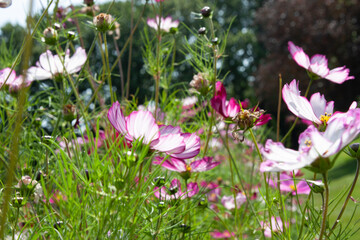 Fototapeta premium Flower field. Pink Garden Cosmos, Mexican aster or cosmea Flowers is summer garden. Bright floral field of pink flowers for background, post, screensaver, wallpaper, postcard, banner, cover, website