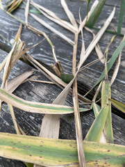 Auf dem Bootssteg - grauer Holzsteg durchwachsen mit grünen Schilfblättern, die langsam verwelken