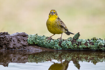 Saffron Finch ,Sicalis flaveola, La Pampa, Argentina.
