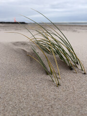 Strandhafer im Sand