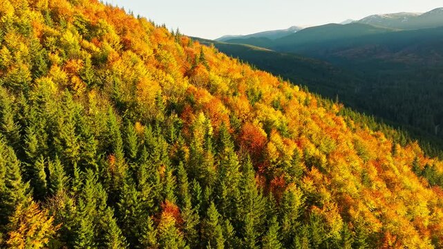 Aerial view colorful forest mountain travel scenic morning summer sun
