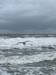 Möwe im Sturm - Vogel nutzt die starken Winde eines Sturmtiefs über dem Meer