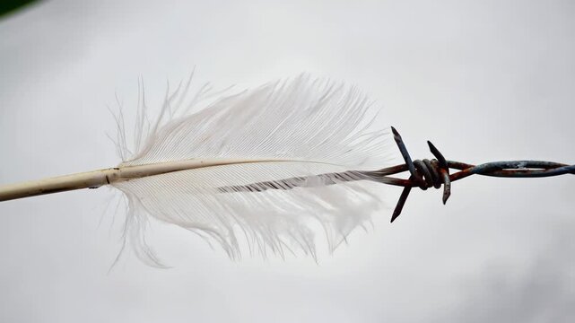 Feather on Barbed Wire: Fragility Amid Suffering | The Weight of Silence: Feather Pierced by Rusted Wire | Hope and Pain: A Symbolic Holocaust Still Life