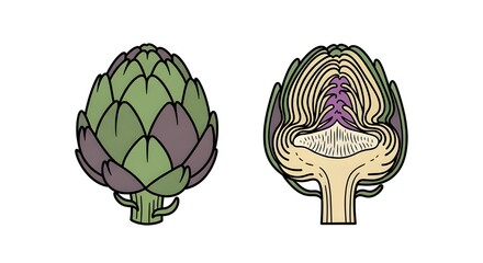 artichoke whole and cross section detailed illustration