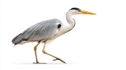 Fototapeta premium Elegant grey heron bird standing in profile against white background, displaying detailed plumage texture, long yellow beak and slender legs in natural pose