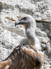 Portrait of a vulture with brown plumage.	