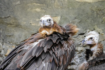 Portrait of a vulture with brown plumage.	