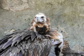 Portrait of a vulture with brown plumage.	