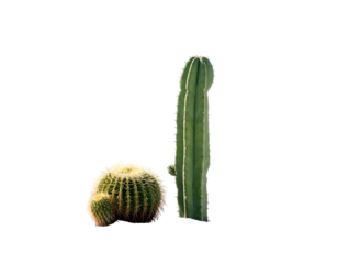 Two cacti, a tall green one and a round golden one, against a stark black backdrop