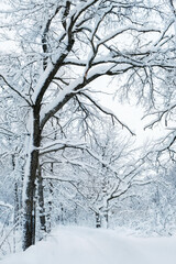 beautiful winter landscape. Frozen snowy trees in forest, abstract winter nature background. cold frosty weather season. 