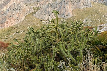Cane Cholla (Cylindropuntia imbricata) in Mount Cofano nature reserve on Sicily island. Italy. Europe.
