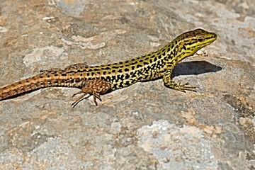 Italian Wall Lizard (Podarcis siculus) in Mount Cofano nature reserve on Sicily island. Italy. Europe.