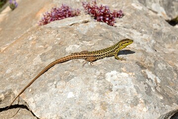 Italian Wall Lizard (Podarcis siculus) in Mount Cofano nature reserve on Sicily island. Italy. Europe.