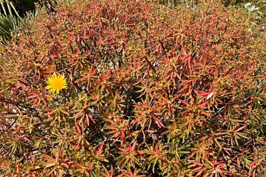 Papilari Spurge (Sonchus arvensis) on Marettimo Island, Aegadian Islands. Sicily. Italy. Europe.