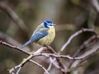 Blue Tit Perched on a Branch
