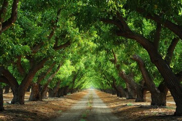 Obraz premium Yolo County Fruit Farm: Tree Tunnel in California's Bountiful Orchard Winters