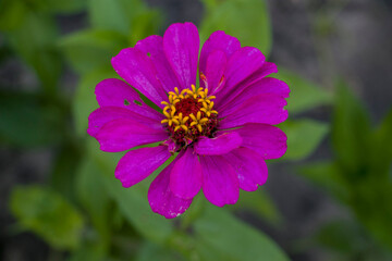 Obraz premium Zinnia. Pink zinnia flower. Beautiful flower.