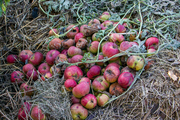 Compost. Garden compost from waste.