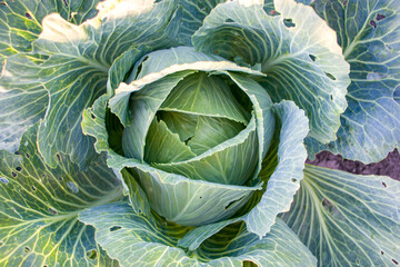 Obraz premium Cabbage pests. Fresh cabbage with holey leaves damaged by pests. Cabbage leaves eaten by pests. Crop failure, concept of a bad cabbage harvest.