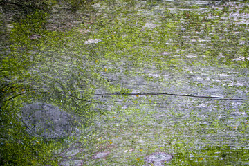 Old wooden background covered with green moss and mold.
Moss on wood. Moss and mold affect the...