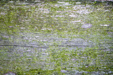 Old wooden background covered with green moss and mold.
Moss on wood. Moss and mold affect the wooden panel. Texture of moss covered wood.