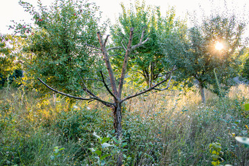 Weeds in the garden. An orchard overgrown with weeds