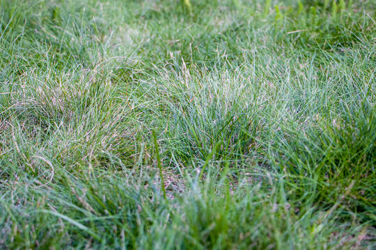 Green grass growing in the dry season. Lawn in poor condition and in need of maintenance. Lawn with dry and dead grass.
