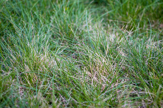 Green grass growing in the dry season. Lawn in poor condition and in need of maintenance. Lawn with dry and dead grass.