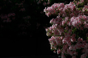 都内に咲く植物