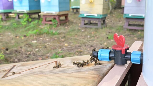 Bees drinking water from a feeder against the background of beehives. Bees actively drink water from a homemade wooden drinker with a tap, with rows of colorful beehives visible in the background