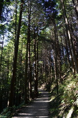 木々に囲まれた林道 柳生修行の道